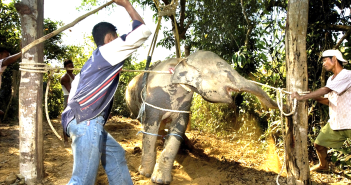 Stop Watching Animal Shows In Thailand elephant