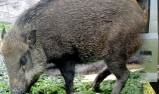 Wild Boar At Bukit Panjang! Wild Boar At Bukit Panjang!