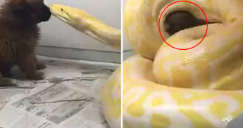 China Guy Feeds Puppy To Snake China Guy Feeds Puppy To Snake