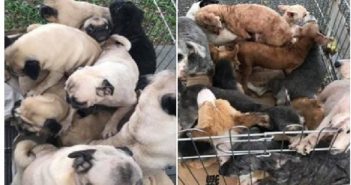 DOG SHELTER HAVING ADOPTION DRIVE ON 15/7-16/7 @ PASIR RIS!