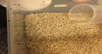 NETIZEN BOUGHT NTUC BRAND BROWN RICE END UP BUGS CRAWLING OUT…