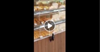 BIRD FEASTING FROM BREAD SHOP AT LAVENDER MRT