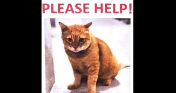 JUST BECAUSE 1 PERSON COMPLAINT. THIS CAT GOING TO DIE 345243