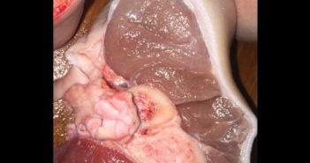 PORK BOUGHT FROM NTUC TURNS OUT “NOT FRESH” 41123412341234