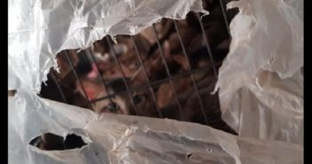 40 CATS KEPT IN 1 HDB! THEY NEED YOUR HELP! savethecats