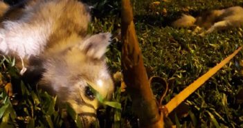 DOG FOUND TIED TO TREE AND ABANDONED! tieddog